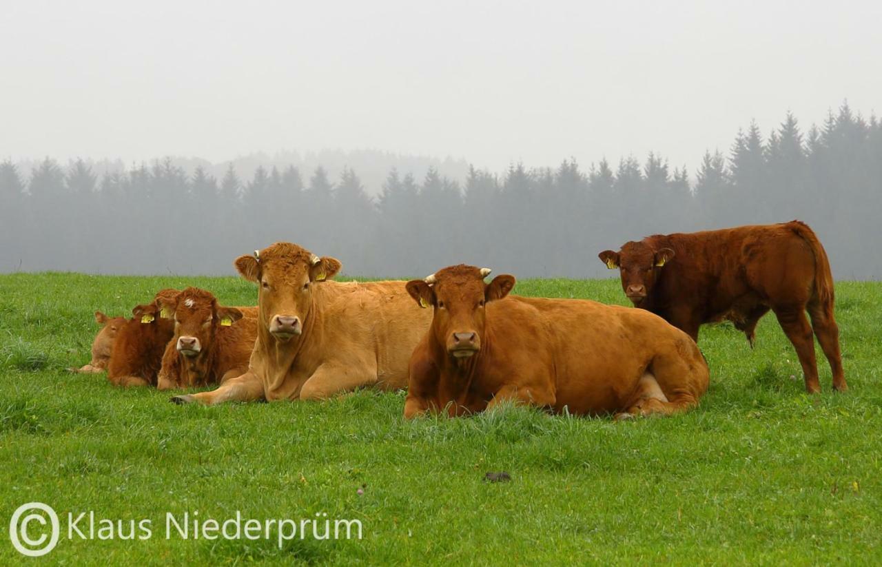 Ferienwohnung Welcome Mit Seeblick Schalkenmehren Luaran gambar